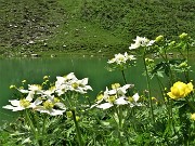 49 Bianchi  Anemonastrum narcissiflorum (Anemone narcissino) risaltano sul verde  acqua del Lago Branchino